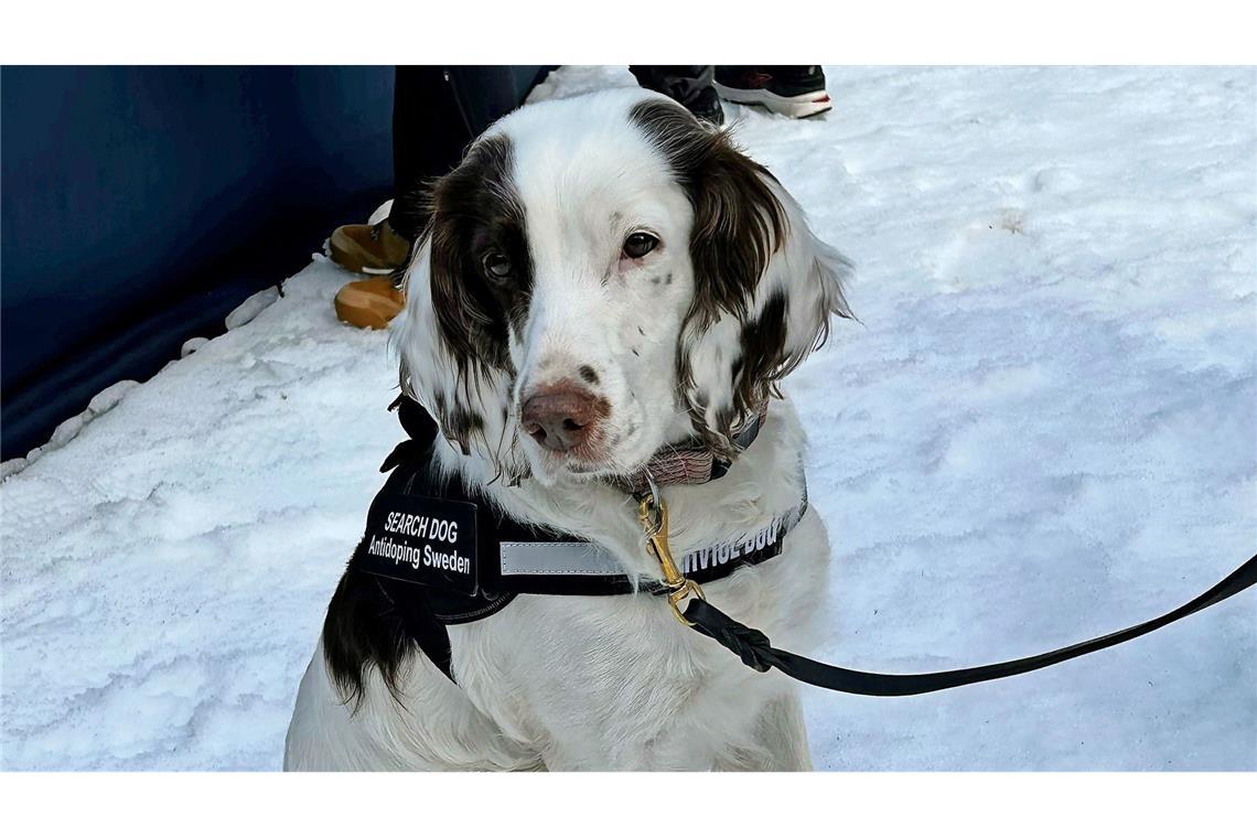 Diese Hündin ist einzigartig – sie jagt Dopingsünder Molly ist eine Springer-Spaniel-Hündin aus Schweden.