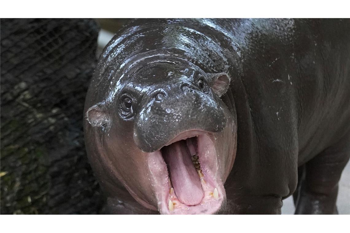 Moo Deng bedeutet so viel wie "hüpfendes Schweinchen" - Internet-User hatten über den Namen abgestimmt.