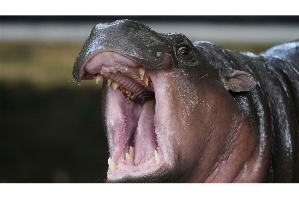 Bilder des Tages Moo Deng wird eins - Internet-Star feiert Geburtstag