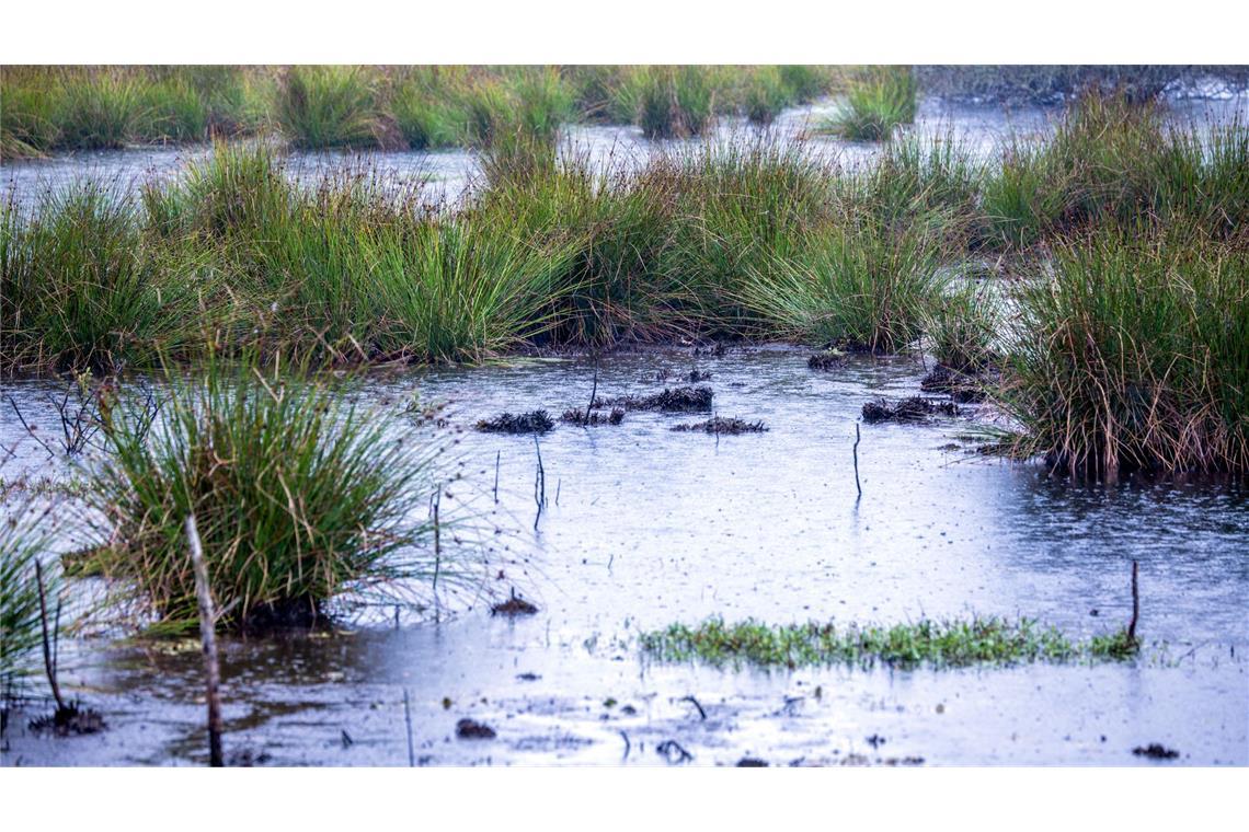 Wie Moorschutz für warme Jacken sorgen kann Moore sind nicht nur wichtige Wasserspeicher - sie spielen im Klimaschutz eine herausragende Rolle (Archivbild).