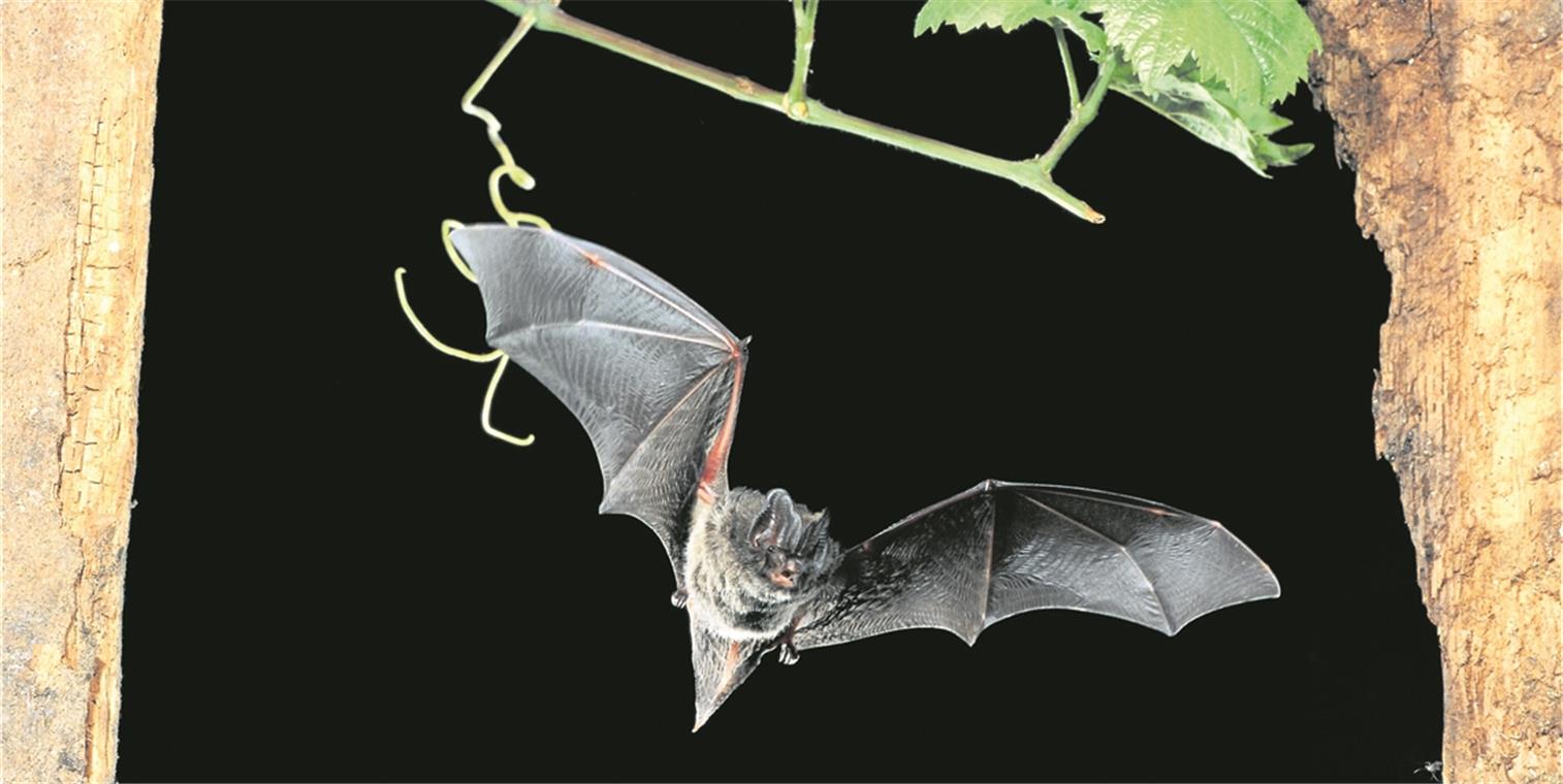 Mopsfledermäuse sind selten und schwer zu finden. Foto: Nabu/D. Nill