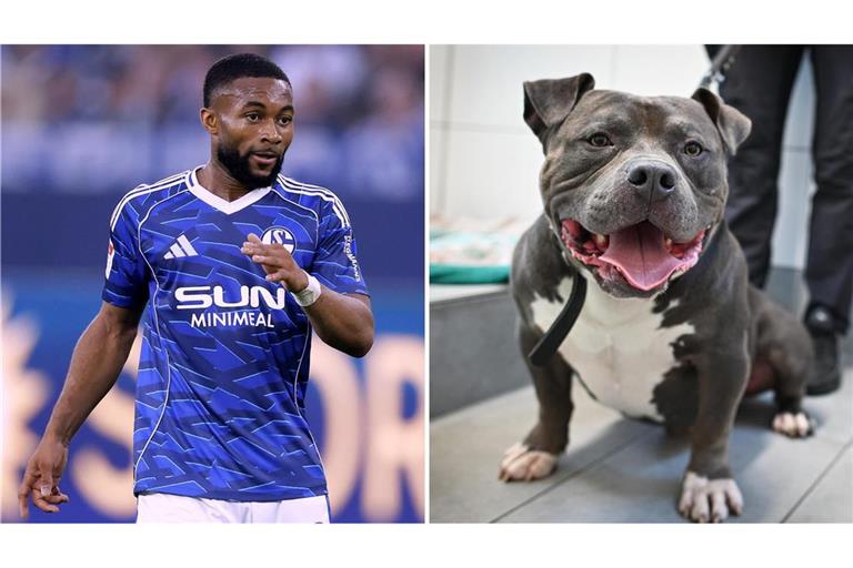 Moussa Sylla hat offenbar keine Lust mehr auf seinen Hund „Ghosty“.