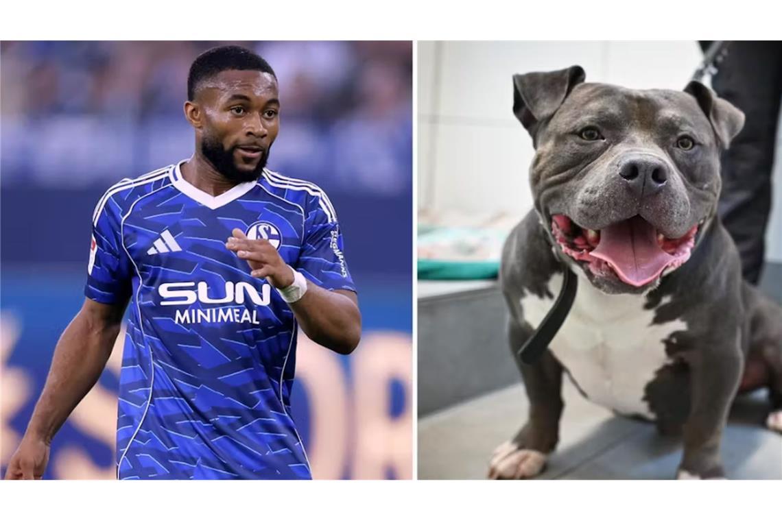 Sylla-Anwalt erhebt schwere Vorwürfe gegen Hundesitterin Moussa Sylla und Hund „Ghosty“
