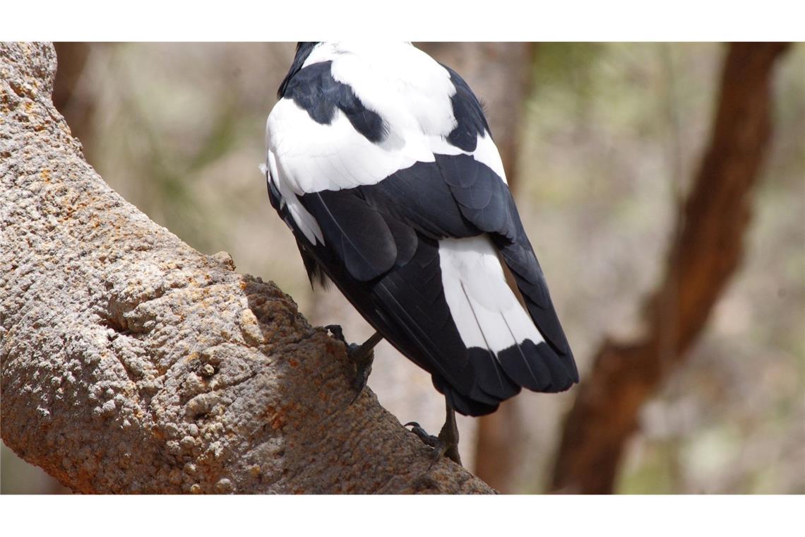 Magpies: Australiens überraschende Angreifer aus der Luft Mr. Sox besucht oft Baz Collis.