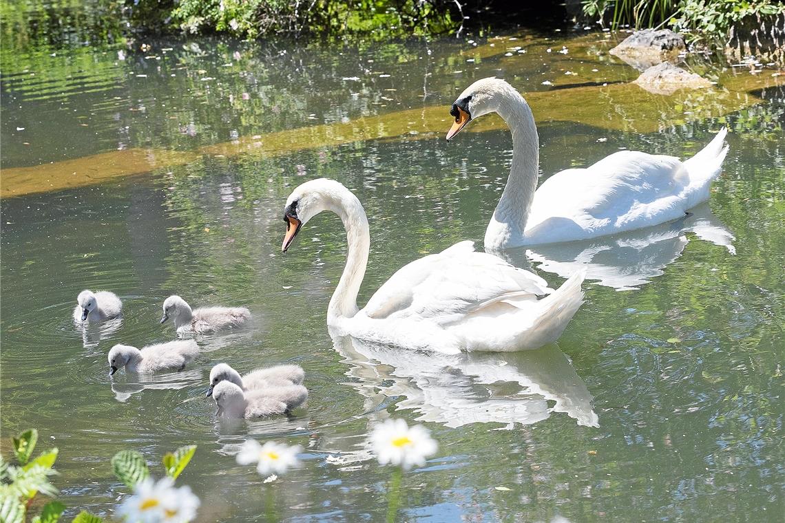Nachwuchs am Feuersee MURRHARDT (cs). Einige Zeit war es um das Schicksal der Schwäne auf dem Murrhardter Feuersee nicht gut bestellt. Nach der schweren Verletzung des Schwanenmännchens im Frühjahr 2017 musste sein Flügel amputiert werden, dann starb im Herbst desselben Jahres seine Partnerin. Das im Februar 2018 erworbene Schwanenweibchen hielt es nicht allzu lange – es verließ im Mai 2019 den Feuersee. Danach besorgte die Stadt eine neue Partnerin für den Schwan „Fridolin“ aus einem Zuchtbetrieb in der Nähe von Bremen. Die Verwaltung war gespannt, ob sich die Dame auf eine Partnerschaft mit ihm einlassen würde. Und ob: Die beiden sind nun stolze Eltern von fünf Schwanenküken. Foto: J. Fiedler