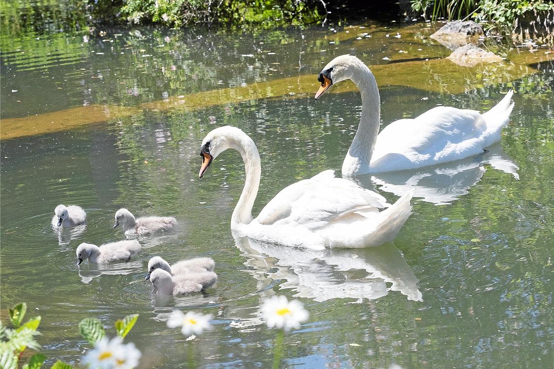 MURRHARDT (cs). Einige Zeit war es um das Schicksal der Schwäne auf dem Murrhardter Feuersee nicht gut bestellt. Nach der schweren Verletzung des Schwanenmännchens im Frühjahr 2017 musste sein Flügel amputiert werden, dann starb im Herbst desselben Jahres seine Partnerin. Das im Februar 2018 erworbene Schwanenweibchen hielt es nicht allzu lange – es verließ im Mai 2019 den Feuersee. Danach besorgte die Stadt eine neue Partnerin für den Schwan „Fridolin“ aus einem Zuchtbetrieb in der Nähe von Bremen. Die Verwaltung war gespannt, ob sich die Dame auf eine Partnerschaft mit ihm einlassen würde. Und ob: Die beiden sind nun stolze Eltern von fünf Schwanenküken. Foto: J. Fiedler