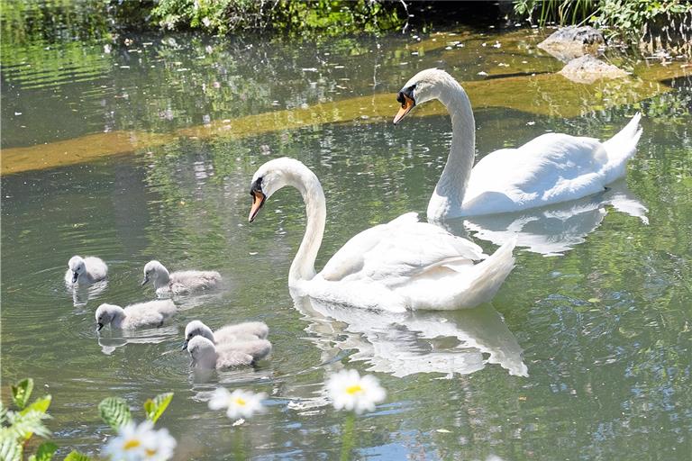 MURRHARDT (cs). Einige Zeit war es um das Schicksal der Schwäne auf dem Murrhardter Feuersee nicht gut bestellt. Nach der schweren Verletzung des Schwanenmännchens im Frühjahr 2017 musste sein Flügel amputiert werden, dann starb im Herbst desselben Jahres seine Partnerin. Das im Februar 2018 erworbene Schwanenweibchen hielt es nicht allzu lange – es verließ im Mai 2019 den Feuersee. Danach besorgte die Stadt eine neue Partnerin für den Schwan „Fridolin“ aus einem Zuchtbetrieb in der Nähe von Bremen. Die Verwaltung war gespannt, ob sich die Dame auf eine Partnerschaft mit ihm einlassen würde. Und ob: Die beiden sind nun stolze Eltern von fünf Schwanenküken. Foto: J. Fiedler