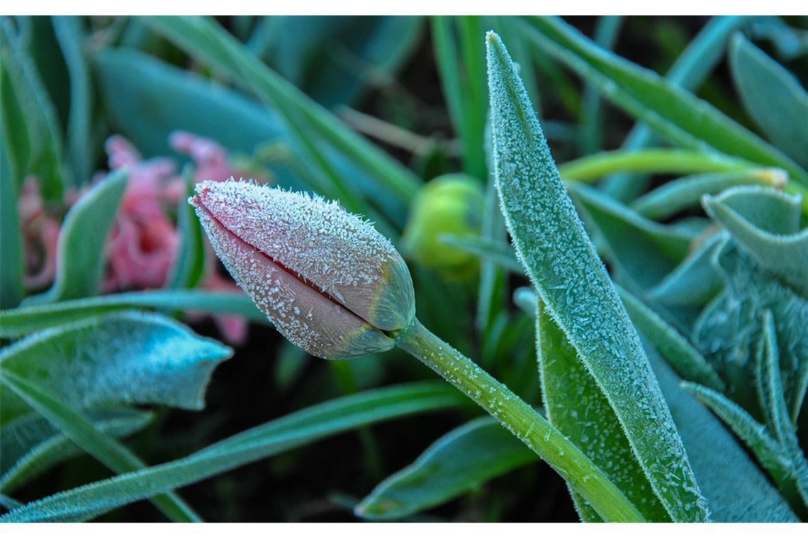 Wie wird das Wetter Mitte Mai? Muss man noch einmal mit Frost rechnen?