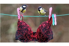 Na, wissen Sie, welcher Art diese beiden BH-Begutachter angehören? In unserem Quiz finden Sie es heraus.