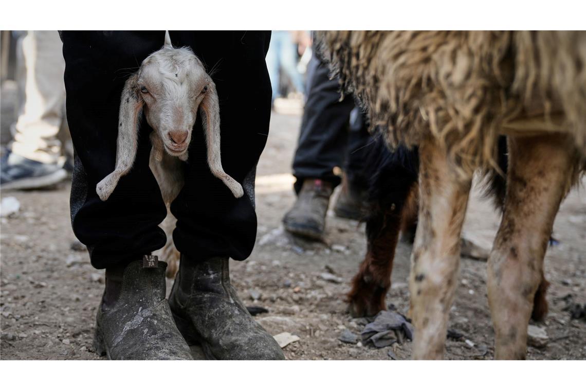 Nablus im Westjordanland: Vor Eid al-Adha steigt der Handel mit Schafen und Ziegen auf dem Viehmarkt