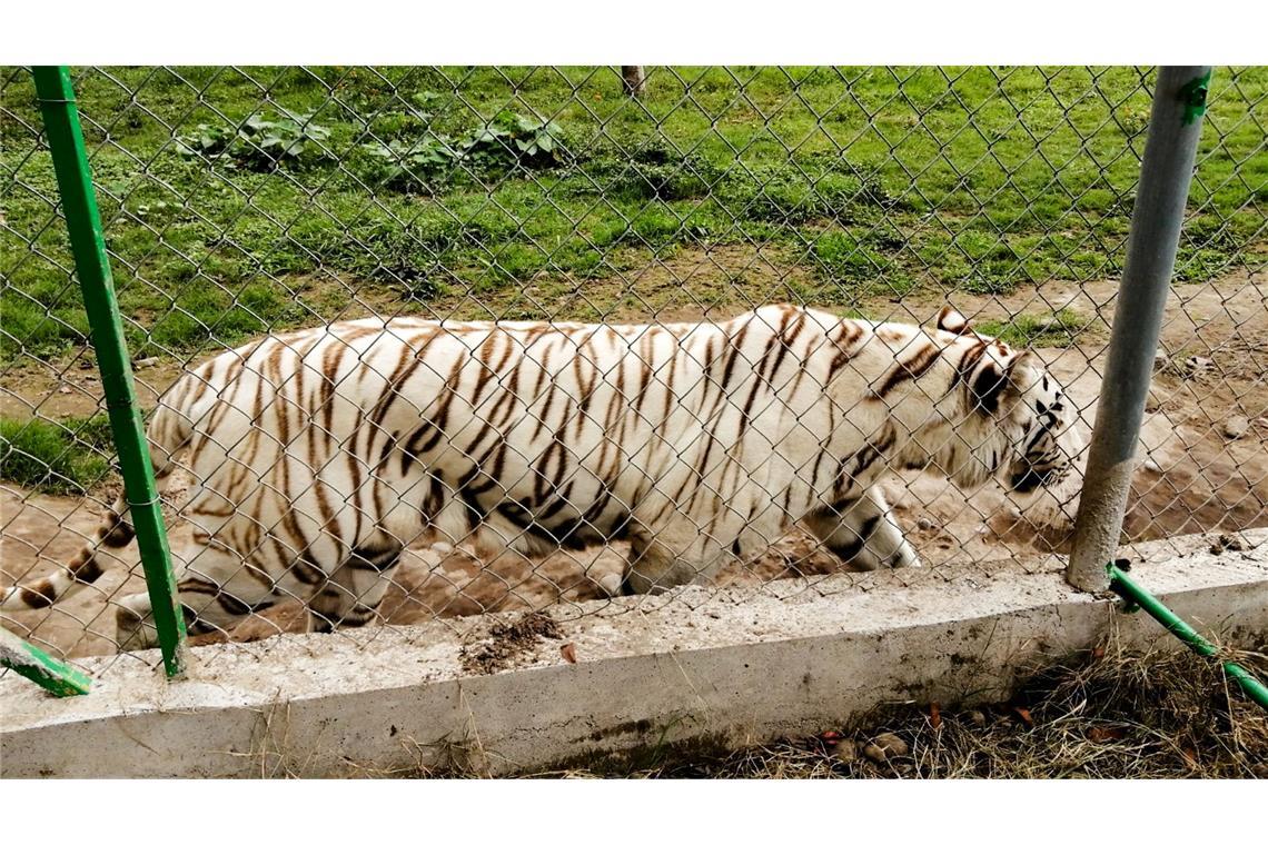 Unwetter in Mexiko: Freilaufender Tiger wurde gefunden Nach Angaben der Behörden wiegte der entlaufene Tiger rund 130 Kilogramm.