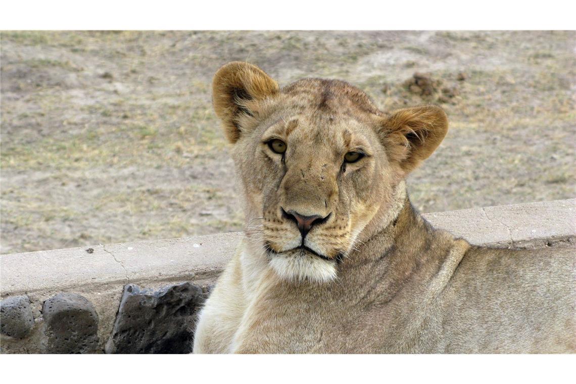 Löwin tötet 14-Jährige in Kenia Nach Angaben der Familie verschleppte eine Löwin das 14-jährige Mädchen. (Symbolbild)