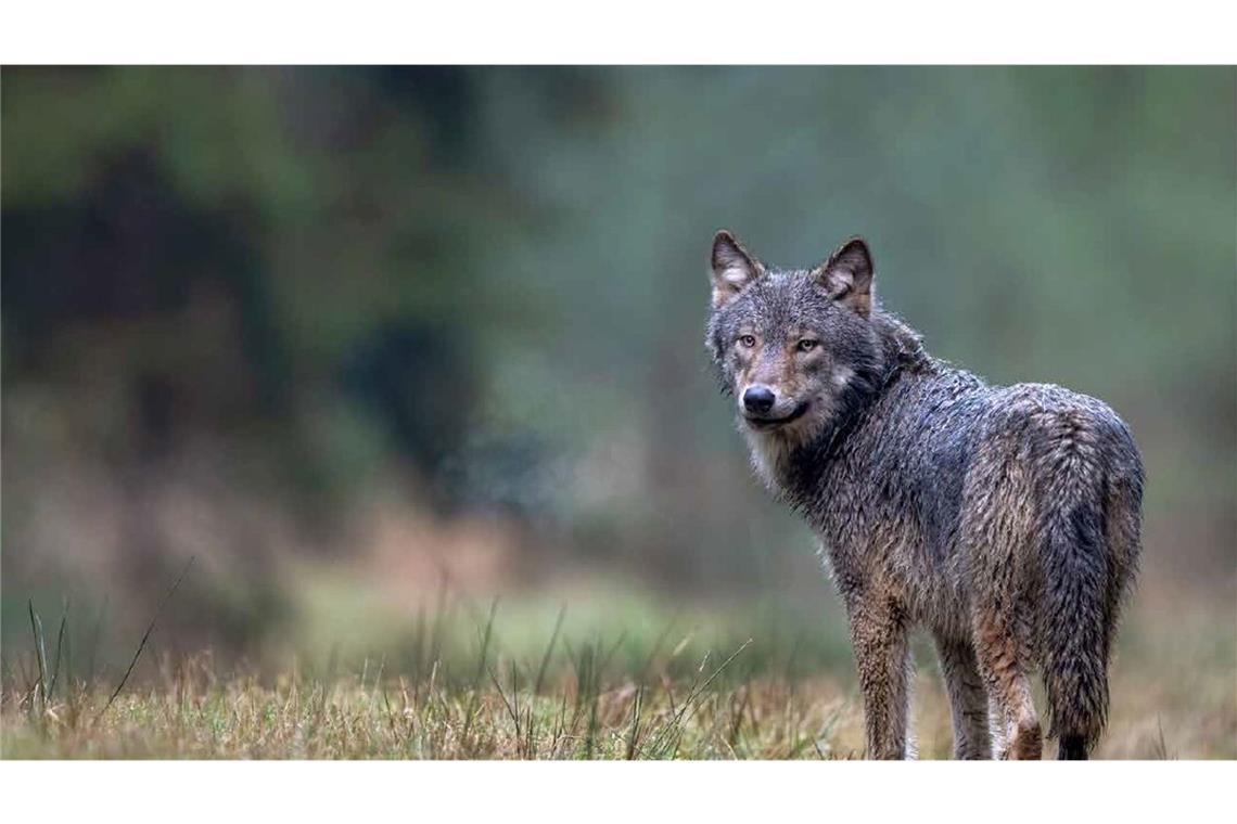 Nach Angaben der FVA gab es zuletzt Nachweise für vier sesshafte Wölfe in Baden-Württemberg. (Symbolbild)