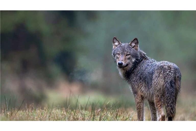 Nach Angaben der FVA gab es zuletzt Nachweise für vier sesshafte Wölfe in Baden-Württemberg. (Symbolbild)