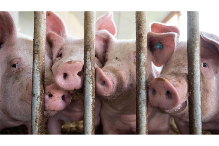 Nach Auftreten der Maul- und Klauenseuche verhängten verschiedene Länder außerhalb der EU Einfuhrbeschränkungen für Tiere und Tiererzeugnisse aus Deutschland. (Symbolbild)
