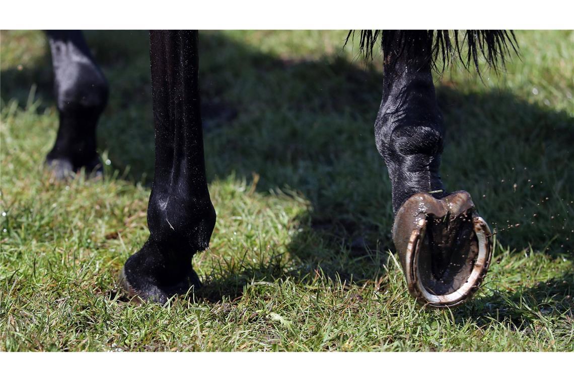 Nach dem Abbruch eines Reitturniers in München wurden Details bekannt, die eindeutig auf Tierquälerei hindeuten (Symbolfoto).