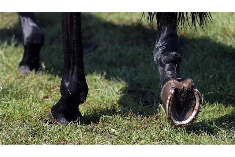 Nach dem Abbruch eines Reitturniers in München wurden Details bekannt, die eindeutig auf Tierquälerei hindeuten (Symbolfoto).