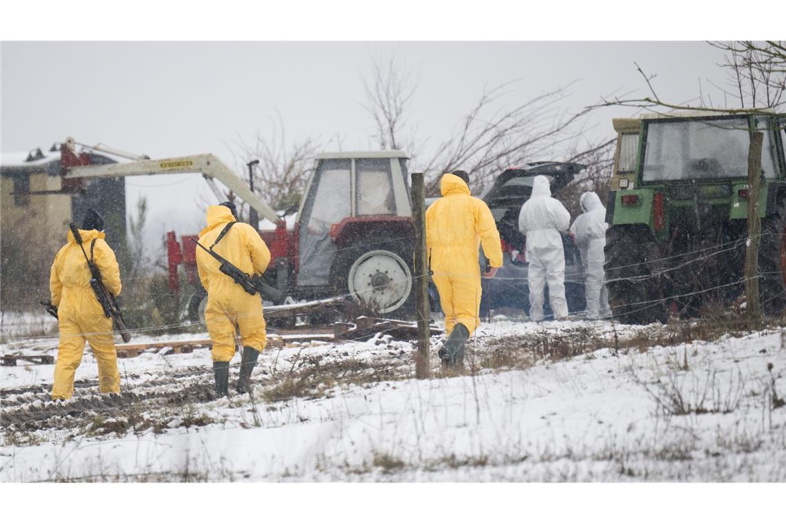 Maul- und Klauenseuche ausgebrochen - Krisenstäbe im Einsatz Nach dem Ausbruch der Maul- und Klauenseuche müssen weitere Tiere getötet werden - Personen in Schutzanzügen sind im Einsatz.