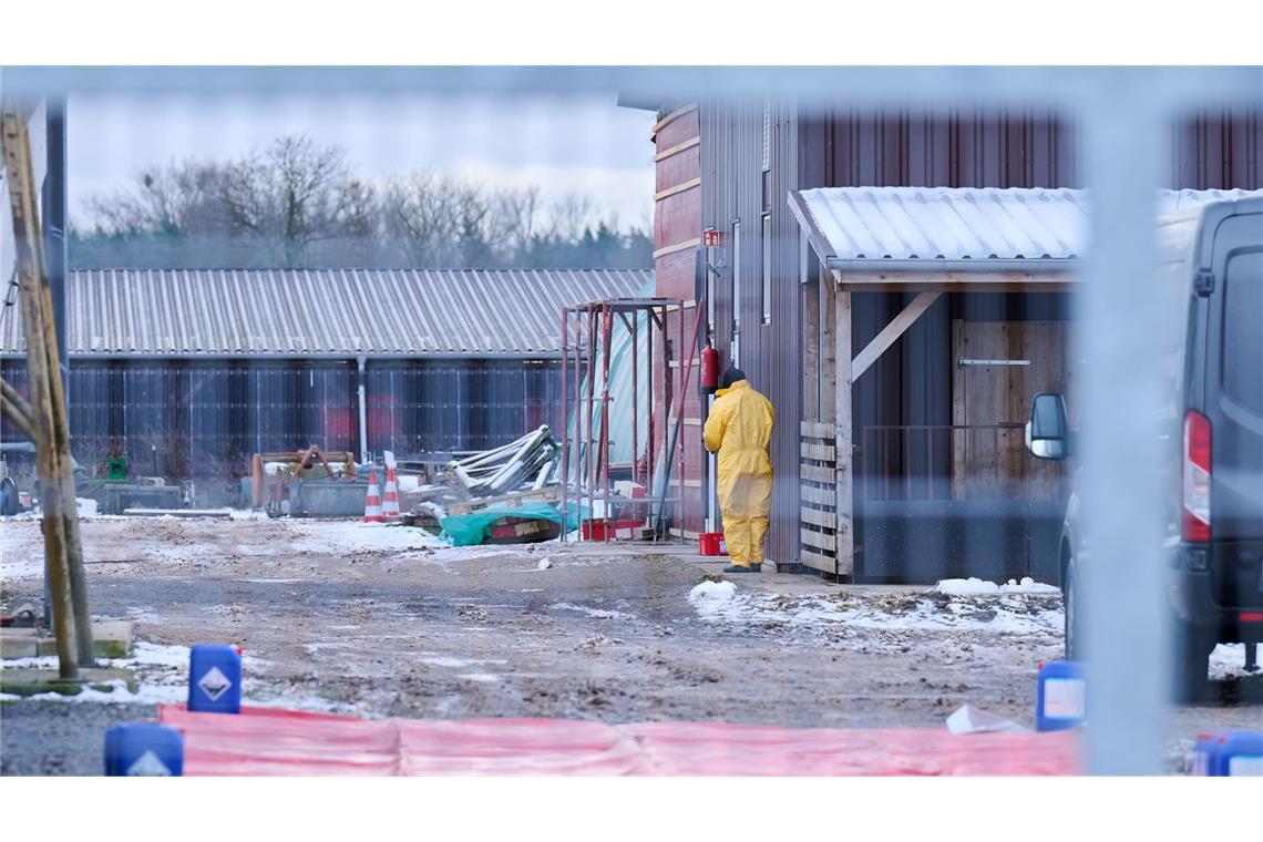 Landwirte in Sorge: Wie groß ist das Ausmaß der Tierseuche? Nach dem Ausbruch der Maul- und Klauenseuche wurden rund 170 Schweine vorsorglich getötet. Der Tierbestand lag in der Nähe des infizierten Wasserbüffel-Herde.