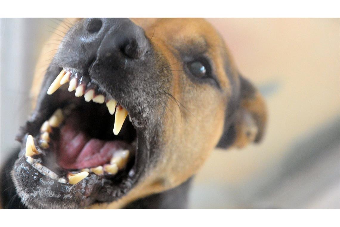 Freilaufender Hund beißt einjährigem Mädchen in Kinderkarre ins Gesicht Nach dem Biss schrie das Mädchen, woraufhin der Hund davonlief. (Symbolbild)