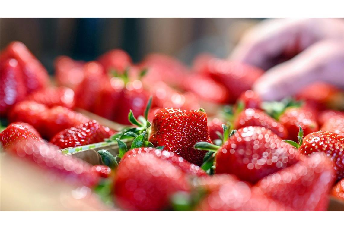 Das kostet die Schale Erdbeeren Nach den Regenfällen hoffen die Erdbeerbauern auf einen Wetterumschwung.