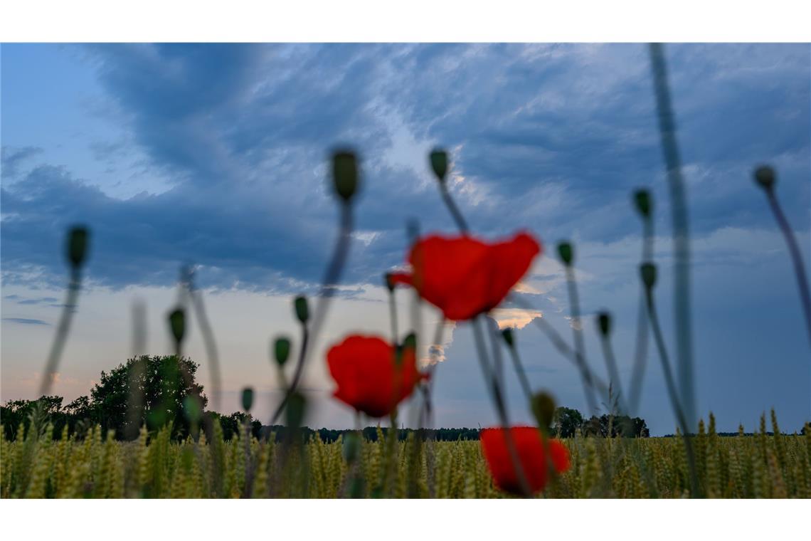 Nach der Hitze kommen die Gewitter Nach der sommerlichen Hitze vom Sonntag mit bis zu 35 Grad ziehen Gewitterfronten über das Land.