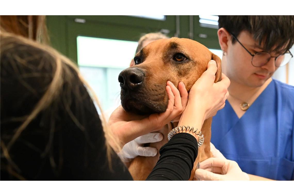 Blutspenden können Leben retten - auch bei Hunden Nach der Spende gibts noch eine Packung Trockenfutter als Aufwandsentschädigung.
