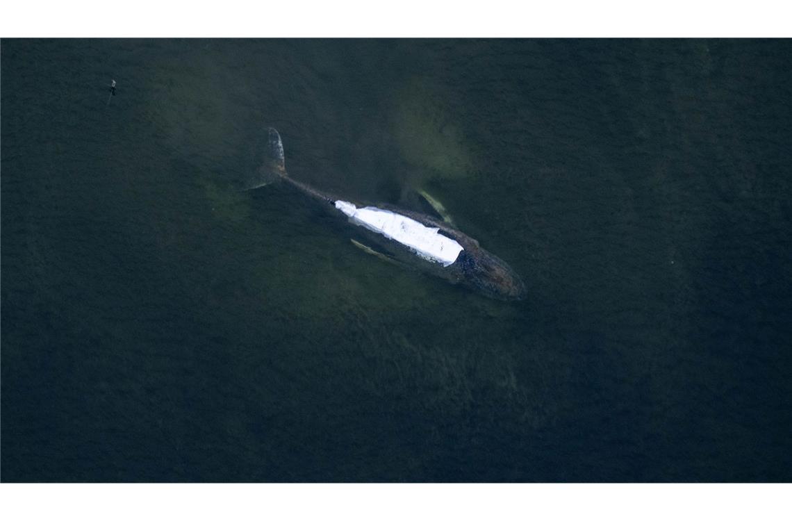 Nach Meinung eines Teammitglieds hat der Meeressäuger eine Überlebenschance von 50 Prozent (Archivbild).