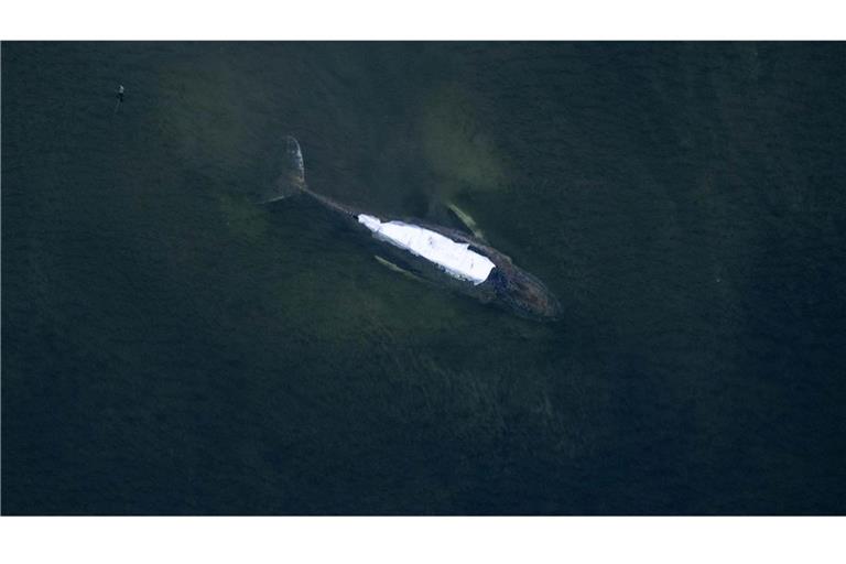 Nach Meinung eines Teammitglieds hat der Meeressäuger eine Überlebenschance von 50 Prozent (Archivbild).