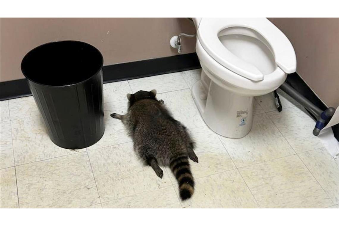 Nach seiner Spritztour war erst einmal Ausnüchterung angesagt, bevor der Waschbär zurück in die Wildnis durfte. (Handout).