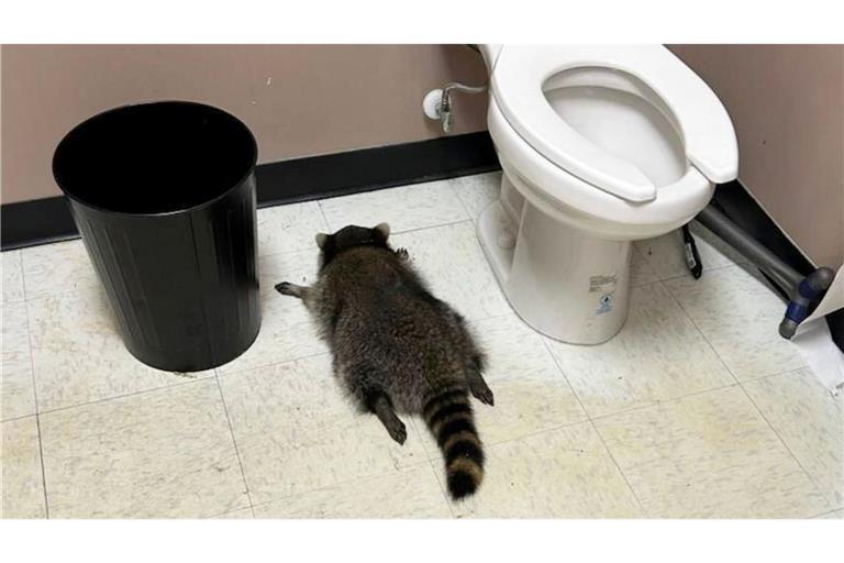 Nach seiner Spritztour war erst einmal Ausnüchterung angesagt, bevor der Waschbär zurück in die Wildnis durfte. (Handout).