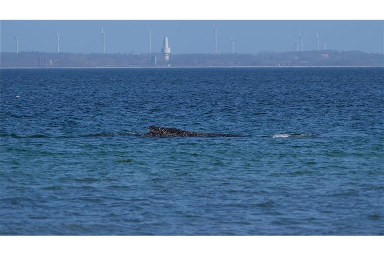 Nach tagelangen Bemühungen zahlreicher Helfer hatte sich der Wal in der Nacht zum Freitag nach Tagen selbst von einer Sandbank vor Timmendorfer Strand durch eine per Bagger ausgegrabene Rinne freigeschwommen.