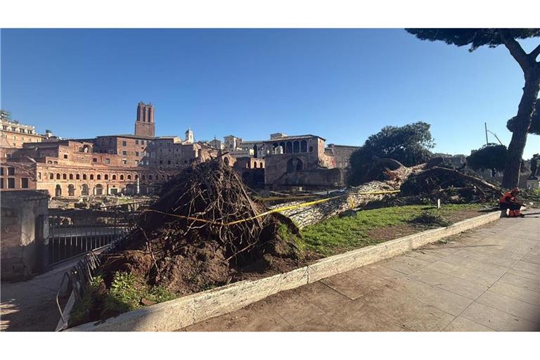 Nach Unwettern sind innerhalb eines Monats drei solcher Bäume mitten auf der berühmten Via dei Fori Imperiali umgestürzt - sie zählt zu den beliebtesten Straßen zum Flanieren und vor allem die zahlreichen Rom-Touristen nutzen sie.