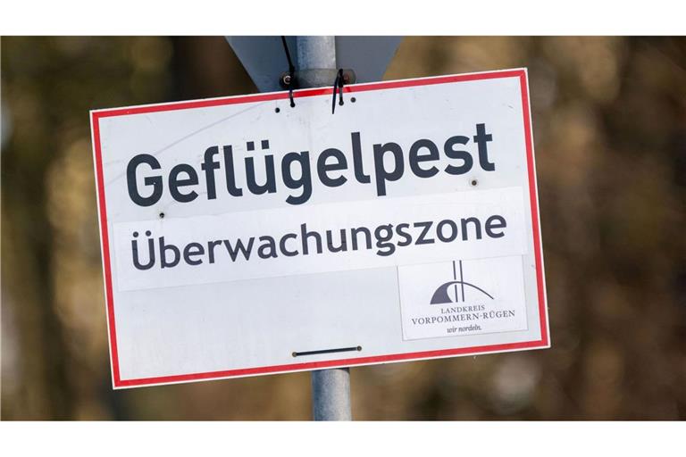 Nach Vogelgrippe-Ausbrüchen in zwei Geflügelhaltungen in Vorpommern mussten rund 150.000 Tiere gekeult werden. (Archivbild)