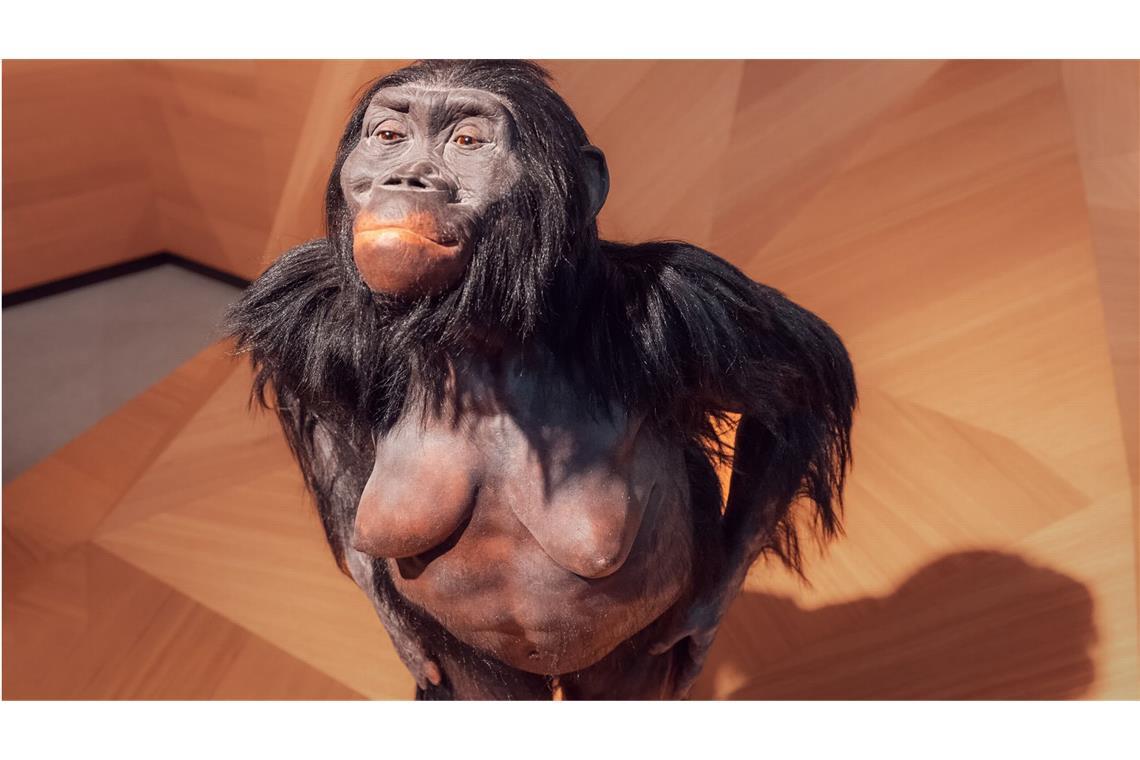 Lucy, Urmutter aller Menschen, feiert Geburtstag Nachbildung des Australopithecus-afarensis-Weibchens Lucy im Neanderthal-Museum im nordrhein-westfälischen Mettmann.