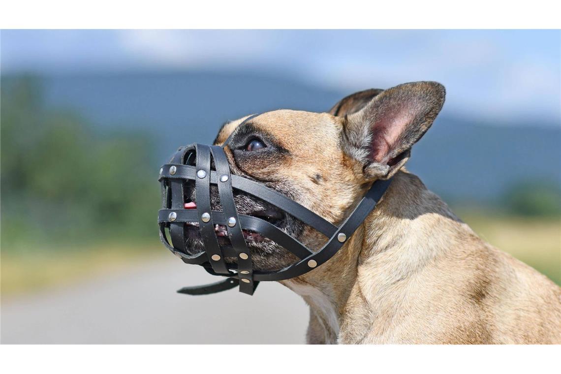 Beim Spielen zugebissen: Bulldogge muss nun Maulkorb tragen Nachdem ein Mädchen in Öhringen von einer Bulldogge angegriffen wurde, muss der Hund nun einen Maulkorb tragen und an die Leine genommen werden (Symbolbild).
