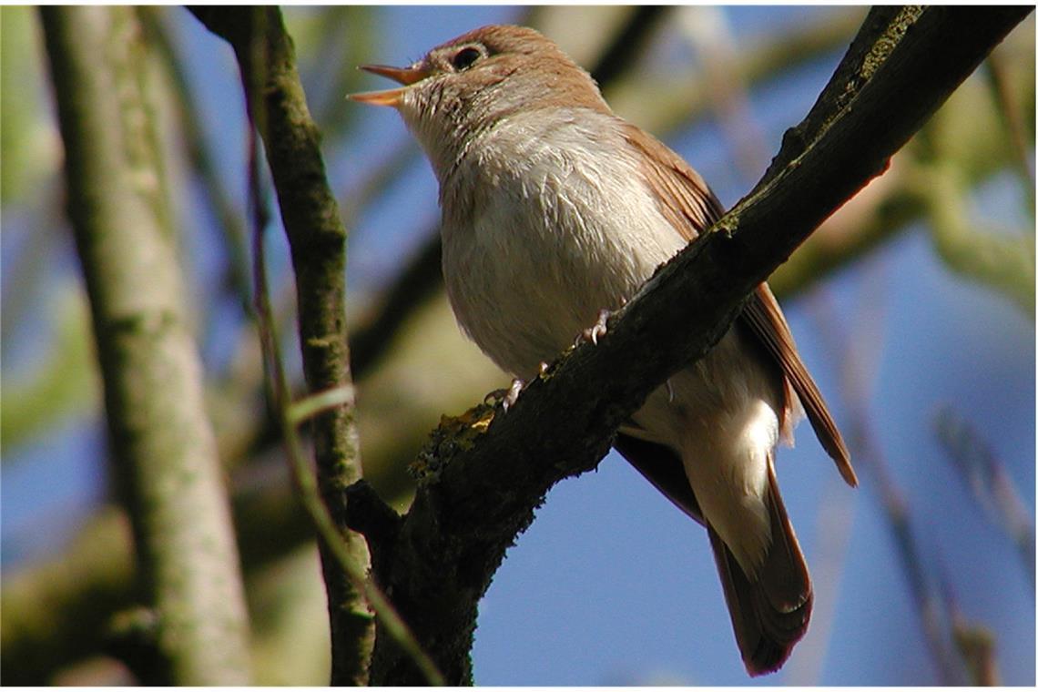 Nachtigall (Luscinia megarhynchos).