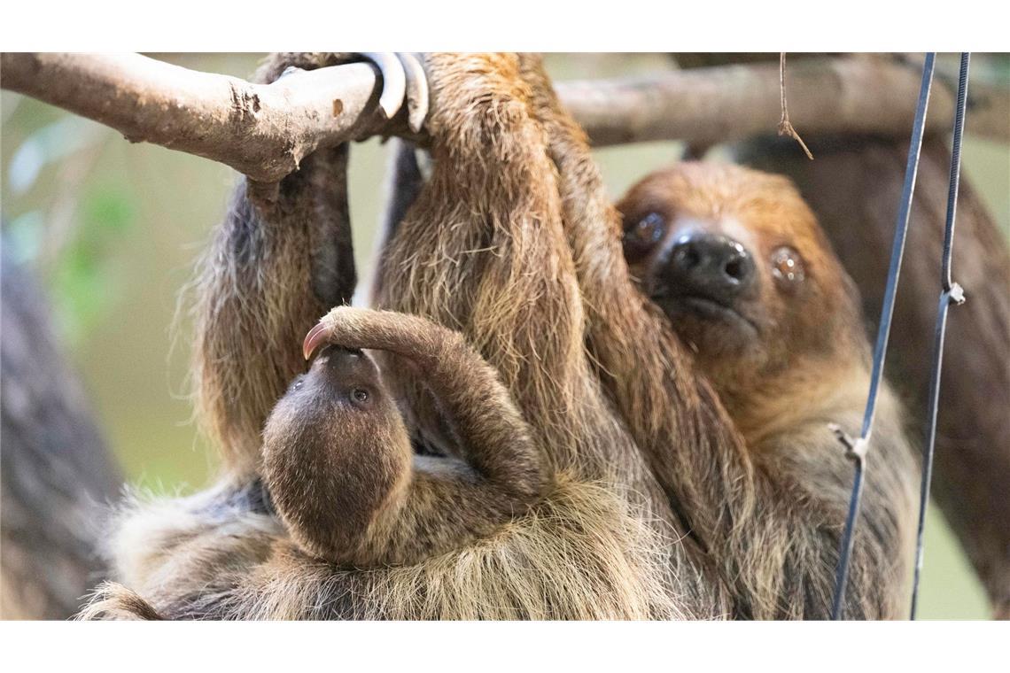Bilder des Tages Nachwuchs bei den Faultieren im Zoo Dresden