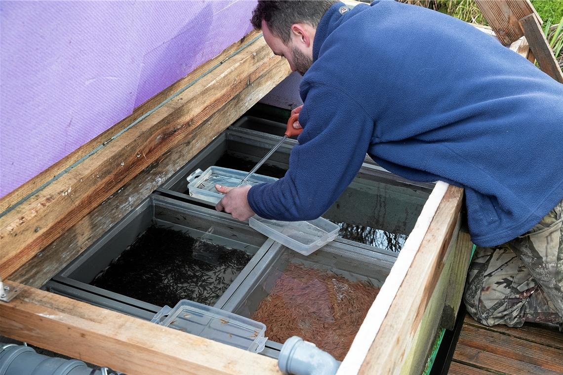 Nachzucht von Murrforellen: Züchter Christian Veitinger entnimmt Forellen mit der Pipette. Foto: J. Fiedler