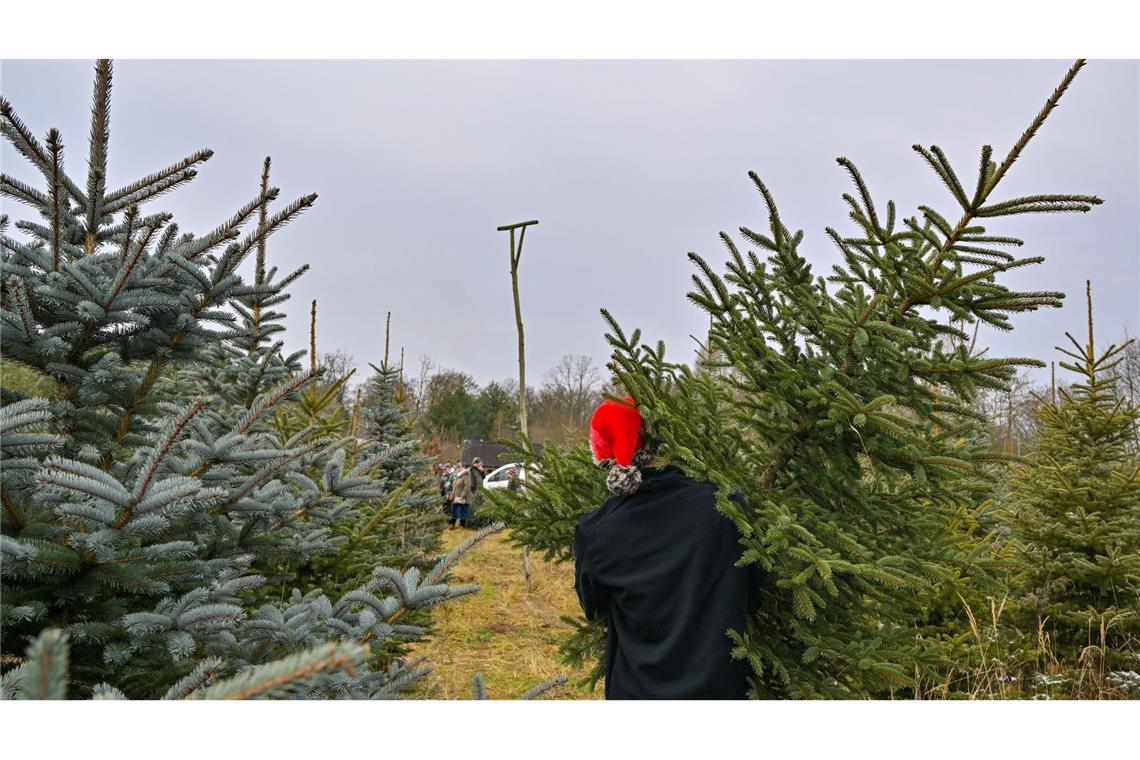 Warum behält der Tannenbaum seine Nadeln? Nadelbäume können das ganze Jahr über Sonnenenergie sammeln. (Archivbild)