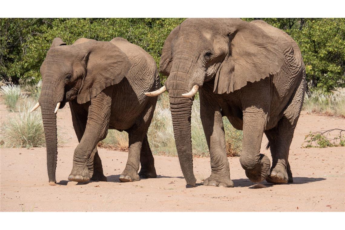 Namibia möchte gerne Elfenbein aus Lagerbeständen verkaufen. (Archivbild)