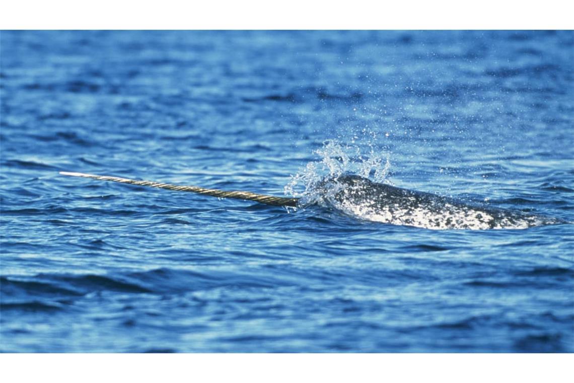 Narwal (Monodon monoceros) in der kanadischen Arktis