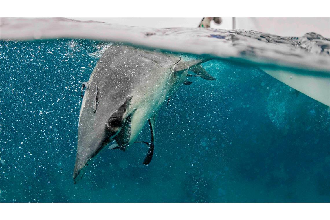 Hammerhaie werden auf den Bahamas zu Stubenhockern Natürliche Feinde der Hammerhaie sind andere Haie und Orcas.