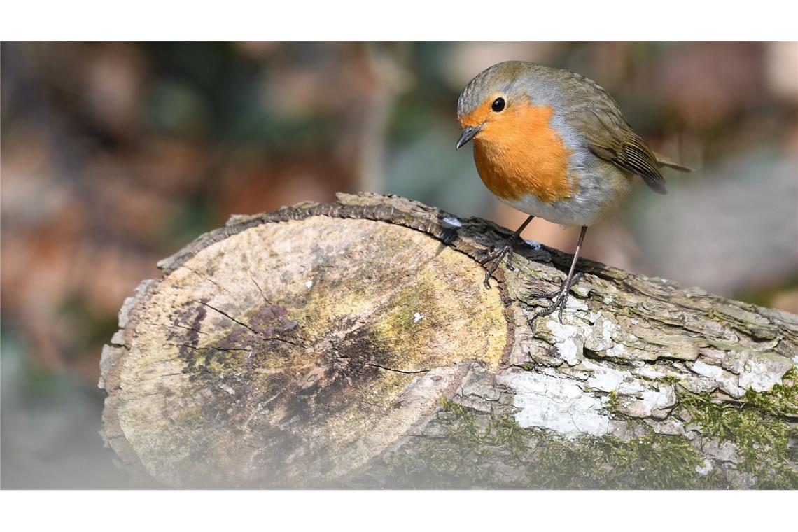 Winterzeit für Vögel: Füttern ja, aber nachhaltig Naturnahe Futterquellen sind wichtig für Vögel wie Rotkehlchen. (Archivbild)