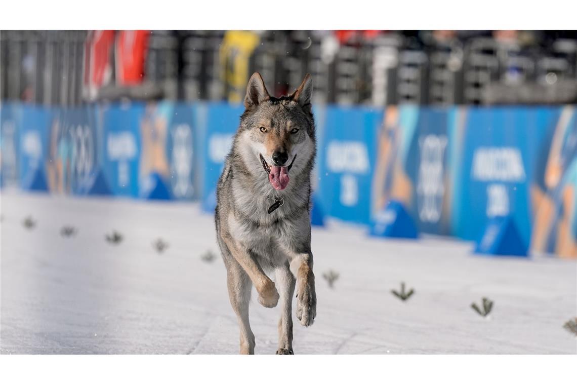 Nazgul, so der Name des Hundes, war vorher ausgebüxt.