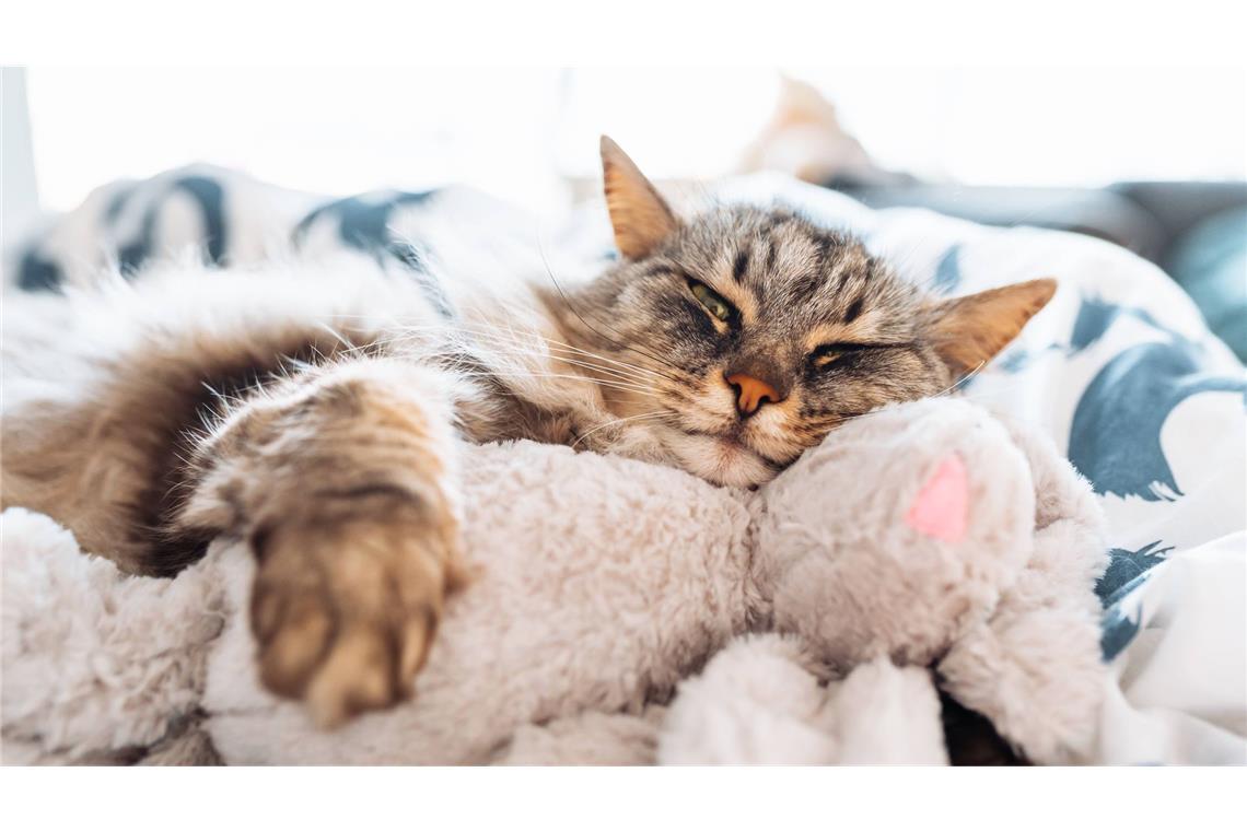 Warum Katzen am liebsten Linksschläfer sind 