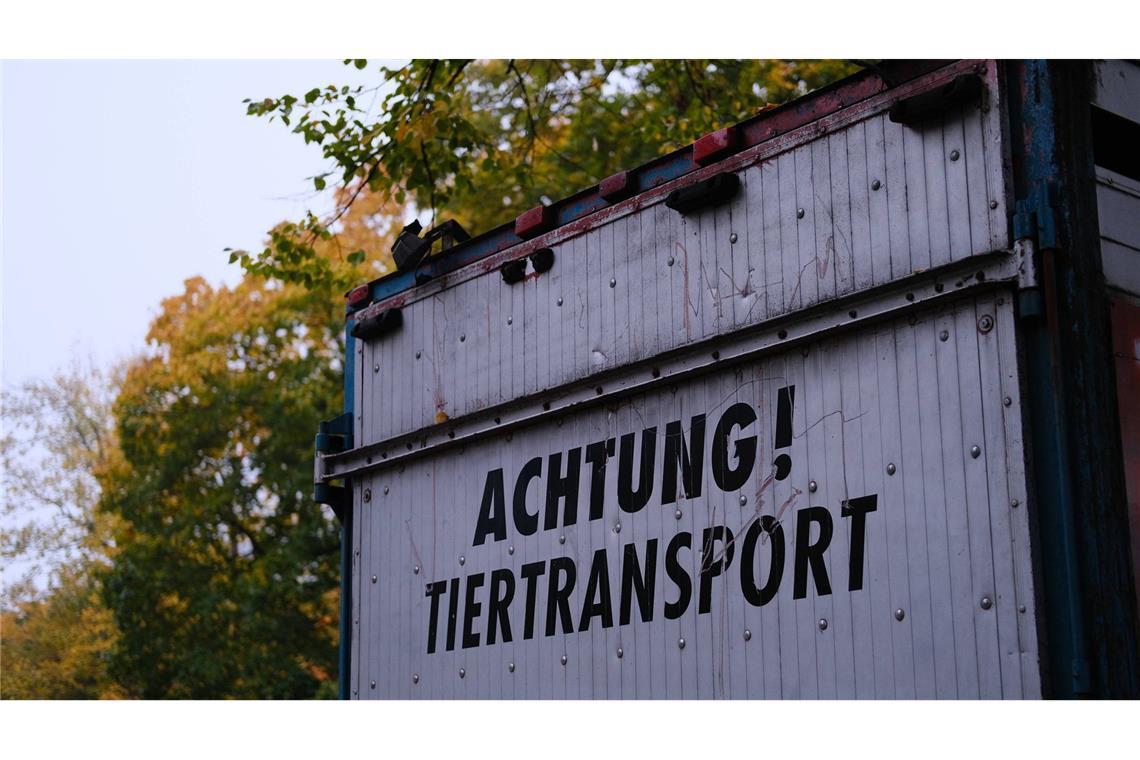 Polizei stoppt Tiertransport – und findet Zebras, Affen und Antilope Neben Affen und Zebras fanden die Beamten noch weitere exotische Tiere in dem Transporter. (Symbolfoto)