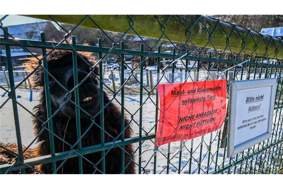 Keine weiteren Seuchenfälle - London verhängt Importverbot Neben hohem Fieber, Appetitlosigkeit und Apathie können infizierte Tiere Blasen am Maul und auf der Zunge sowie an den Klauen und den Zitzen entwickeln (Archivbild).
