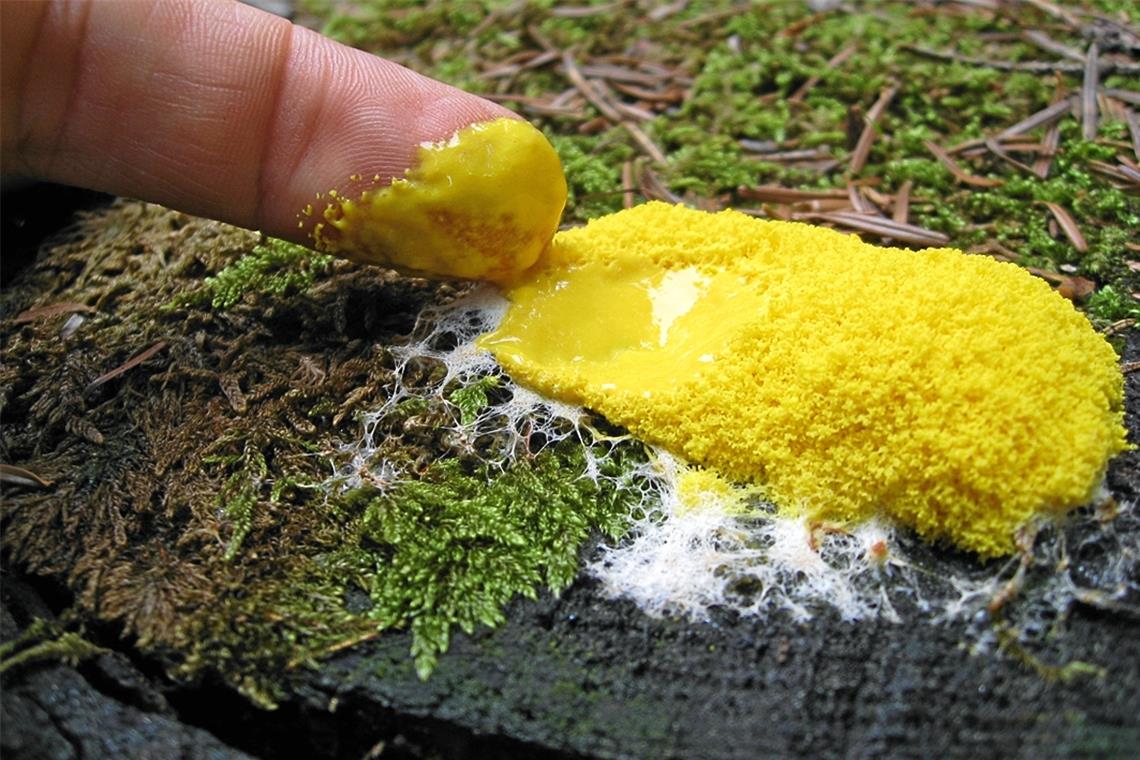 Die Natur weiß ihre Chancen zu nutzen Nein, hier hat keiner einen Chemietopf ausgeleert. Dies ist eine Gelbe Lohblüte oder Hexenbutter mit erstaunlichen Eigenschaften. Der Schleimpilz kann, wenn auch langsam, wandern.