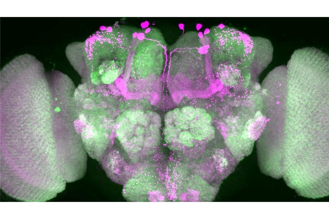 Ticken wir wie Fruchtfliegen? Im Schlaf vielleicht schon Nervenzellen im Gehirn einer Taufliege wurden durch Forscher pink eingefärbt, Nervenzellenverbindungen sind grün dargestellt.